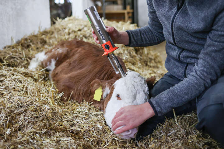 KERBL Heißluftenthorner AirBuddex